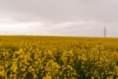1_DSC0187