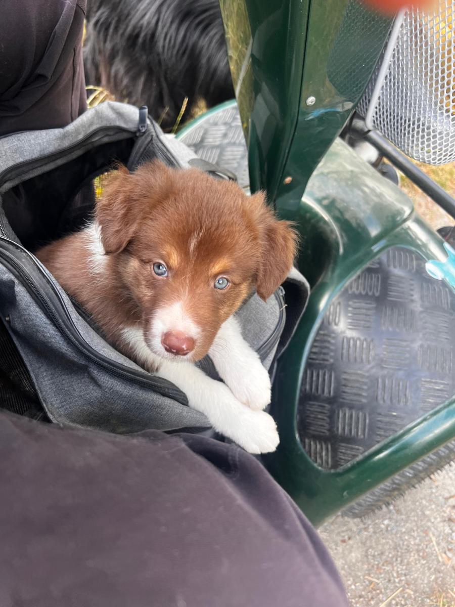 Ferdi, unser neuer Hütehund - ein Border Collie