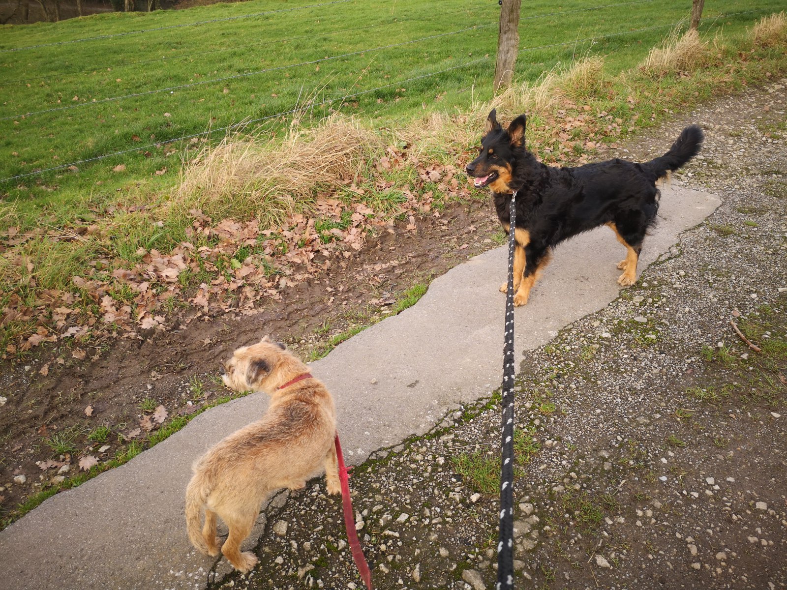 Peppa (links) mit unserer Gelbbacke Paula (rechts)  - unsere erfahrene Hütehündin die alles im Blick hat