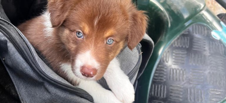 Tradition auf vier Pfoten: Warum unsere Hunde auf dem Hof Krey unverzichtbar sind